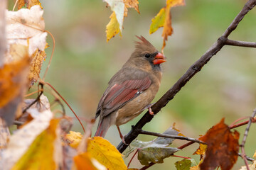 Female cardinal in the yellow fall leaves