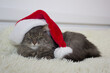 © Maryna - Cristmas cat in red Santa hat lay on light soft plaid at home, pet symbol of New year 2023 looking seriosly front, waiting christmas eve in costume, horizontal footage, Chinese zodiac.