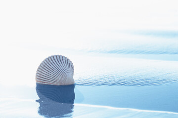 Wall Mural - Abstract seascape background. Seashell on the beach, and clear blue water at low tide. Vacations, relaxation concept, copy space