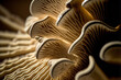 Closeup on the underside gills of oyster mushroom, generative ai