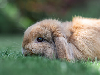 rabbit in the grass