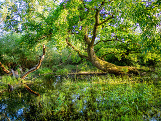 Poster - Kleiner See im Wald