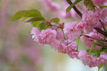 Wall Mural - The cherry blossoms are in full bloom in the garden