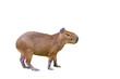 Capybara isolated on transparent background.	