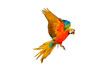 Colorful Harlequin macaw flying isolated on transparent background png file 
