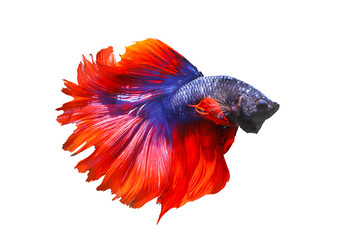 Betta fish, Siamese fighting fish isolated on transparent background.