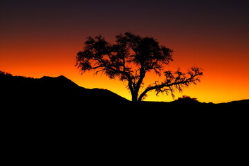 Wall Mural - The red, windswept sand of Sossusvlei in the Namib Desert, Namibia, where vegetation has adapted to survive the harsh conditions. The large sand dune known as Big Daddy, is in the background.