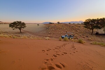 Wall Mural - The red, windswept sand of Sossusvlei in the Namib Desert, Namibia, where vegetation has adapted to survive the harsh conditions. The large sand dune known as Big Daddy, is in the background.