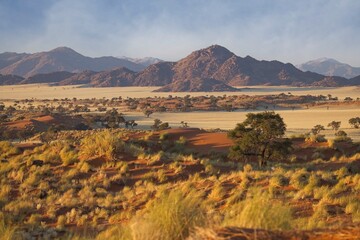 Wall Mural - The red, windswept sand of Sossusvlei in the Namib Desert, Namibia, where vegetation has adapted to survive the harsh conditions. The large sand dune known as Big Daddy, is in the background.