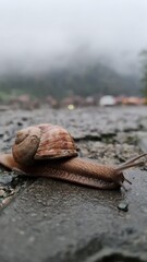 snail on the roof