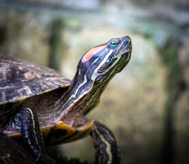 Poster - Turtle portrait in nature. Close-up