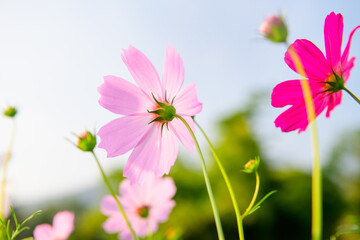 Wall Mural - Pink cosmos flowers in the garden