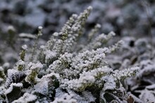 Green Plant With Hoarfrost As A Close Up