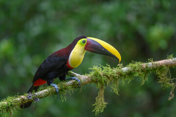 Wall Mural - keel-billed toucan - ramphastos sulfuratus, large colorful toucan from costa rica forest with very c