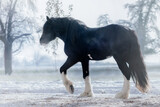 Fototapeta Konie - Shire Horse and Clydesdale in Snow
