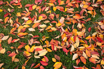 Wall Mural - Fallen leaves that turn yellow in autumn.