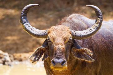 Wall Mural - Asiatic water buffalo resting in the cool water in Yala, Sri Lanka