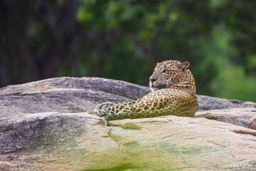 Wall Mural - Eurasian Leopard resting on rock in the shade in Yala National Park
