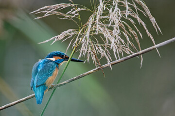 Wall Mural - martin-pêcheur d'europe - alcedo atthis