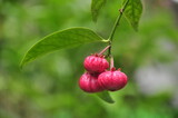 Close-up of Garcinia sp fruit green blur background