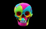 Fototapeta Zwierzęta - Rainbow Plush Skulls