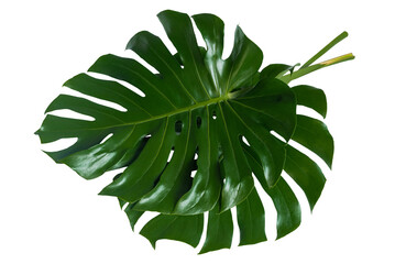 Monstera leaves leaves with Isolate Leaves on transparent background PNG file	