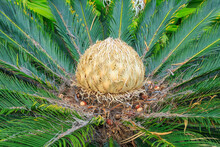 The Female Cone Of The Cycad Cycas Revoluta, Also Known As The Sago Palm, A Plant Native To Japan