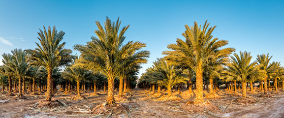 Wall Mural - Plantation of date palms for sustainable healthy and GMO free food production, image depicts desert and arid agriculture industry in the Middle East 