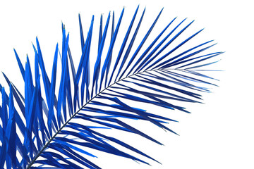 Wall Mural - Palme bleue, fond blanc 