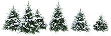 Collection Of Christmas Trees In The Snow Isolated On Transparent Background. Realistic 3D Render. 3D Illustration.