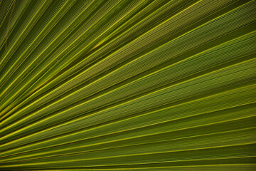Wall Mural - large green palm leaf, close-up
