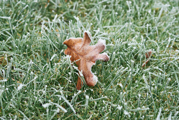 Wall Mural - A frozen, brown oak tree leaf laying on a bed of frosty green grass.