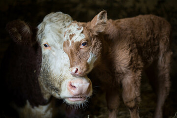 Calf seeking comfort from mother cow. 