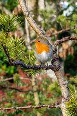 Wall Mural - Robin redbreast (Erithacus rubecula) bird a British European garden songbird with a red or orange breast often found on Christmas cards, stock photo image