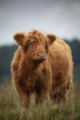 Highland cow in Wales.