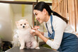 © tonefotografia - Female professional groomer trimming haircut dog at pet spa grooming salon