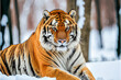 The tiger in the snow