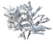 siepe albero con neve natale 