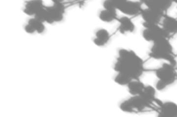 Gray shadow of leaves on white wall. Abstract neutral nature concept background. Space for text. png transparent