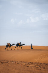 Wall Mural - Portrait picture of berber walking with camels in Merzouga Sahara Morocco