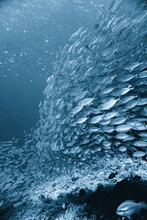 A Large Bait-ball School Of Silver Fish Swimming In The Blue Waters Of The Caribbean Sea In Curacao. This Group Of Fishes Is Better Known As Bait Ball	