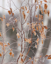 Frost Covered The Remaining Brown Leaves On A Tree In Winter; Thunder Bay, Ontario, Canada