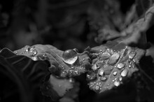 Dazzling Raindrops Adorn Lush Cabbage Leaves, Creating A Captivating Wet And Dewy Appearance In This Monochrome Masterpiece.