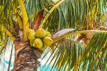 Close-up Of Coconuts And Palm Fronds On A Coconut Palm Tree (Cocos Nucifera); Maui, Hawaii, United States Of America