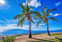 Coconut Palm Trees On A Hillside Overlooking Launiupoko And The Pacific Ocean, Maui, Hawaii, USA