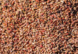 © Designpics - Close-up of treated barley seed; Beiseker, Alberta, Canada