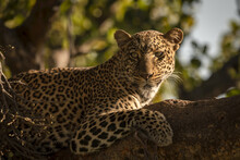 Close-up Of Leopard (Panthera Pardus) On Branch With Catchlight, Maasai Mara National Reserve; Kenya