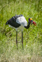 Saddle-billed Stork (Ephippiorhynchus Senegalensis) Stands With Frog In Mouth, Serengeti National Park; Tanzania