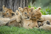 Lion (Panthera Leo) Cub Bites Sibling Lying Under Tree, Serengeti National Park; Tanzania