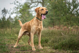 Fototapeta Tęcza - Fox Red Labrador standing in the forest with tongue out